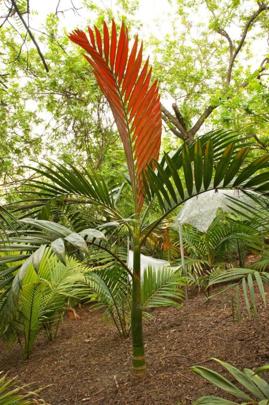 Red Feather Palm